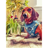 Dino Rawr DOG HARNESS