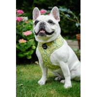 Zesty Butter Meadows Floral HARNESS