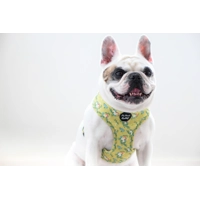 Zesty Butter Meadows Floral HARNESS