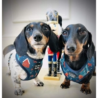 Gingerbread Biscuit Christmas Dog HARNESS