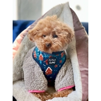 Gingerbread Biscuit Christmas Dog HARNESS