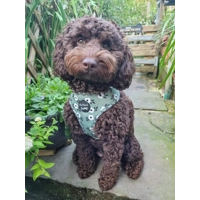 Green Meadow Daisy DOG HARNESS