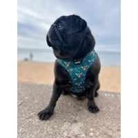 Happy Highland Cow HARNESS