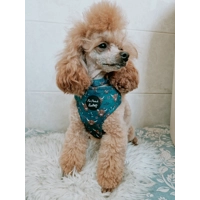 Happy Highland Cow HARNESS