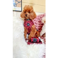 Happy Little Acorns Dog Poo Bag Holder