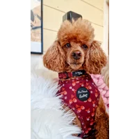 Happy Little Acorns Dog Collar