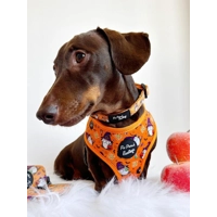 Trick Or Treat Harry Halloween Dog Collar