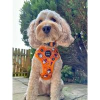 Trick Or Treat Harry Halloween Dog Harness