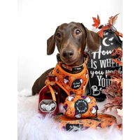 Trick Or Treat Harry Halloween Dog Lead - Reversible