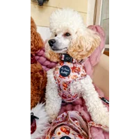 Harvest Mouse Dog Lead - Reversible