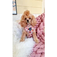Harvest Mouse Dog HARNESS
