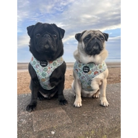 Iced Doughnuts & Coffee DOG HARNESS