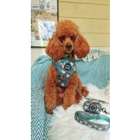 Jolly Bear Christmas Dog HARNESS