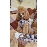 Little Pumpkin Bear Cub Dog Lead - Reversible