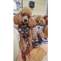 Little Pumpkin Bear Cub Dog Lead - Reversible