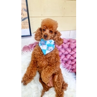 Blue Love Bug Bear Dog Bandana