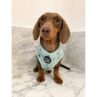 Mint Choc Chip Easter Bunny HARNESS