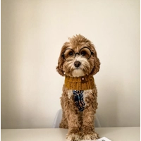 Mustard Flecks Roll Top Dog Snood