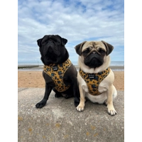 MUSTARD YELLOW & TEAL LEOPARD DOG HARNESS