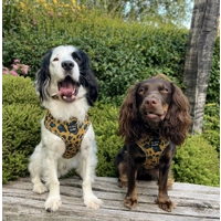 MUSTARD YELLOW & TEAL LEOPARD DOG HARNESS