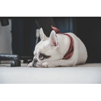 Olde English Red Polka Dot Dog Bandana