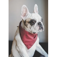 Olde English Red Polka Dot Dog Bandana