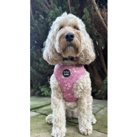 Old Garden Bloom Roses DOG HARNESS