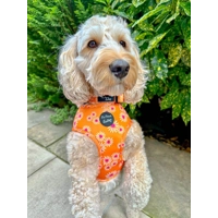 ORANGE DAISIES DOG HARNESS