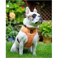 ORANGE DAISIES DOG HARNESS