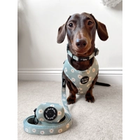 Pretty Little Pastel Green Daisies Dog Collar