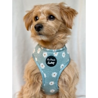 Pretty Little Pastel Green Daisies Dog Harness