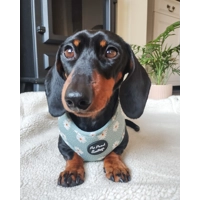 Pretty Little Pastel Green Daisies Dog Harness