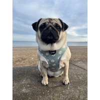 Pretty Little Pastel Green Daisies Dog Harness