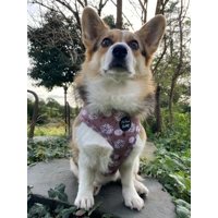 Pumpkin Leopard Latte Dog Harness