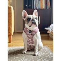 Pumpkin Leopard Latte Dog Harness