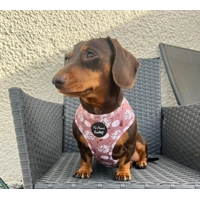 Pumpkin Leopard Latte Dog Harness