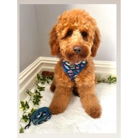 RACING ROCKET SHIPS DOG HARNESS