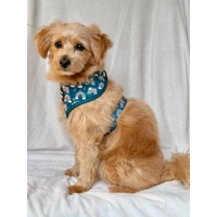 Rainbows In The Forest (Sea Green) Dog Harness