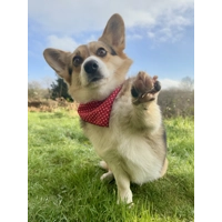 Rich Red Gentleman's Polka Dot Dog Bandana