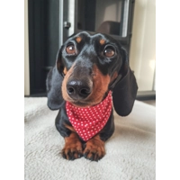 Rich Red Gentleman's Polka Dot Dog Bandana