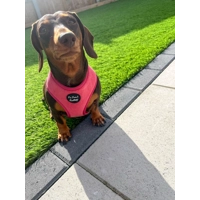 Pink Rose Cord DOG HARNESS