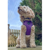 Royal Purple Patch Dog Collar