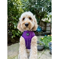 Royal Purple Patch DOG HARNESS