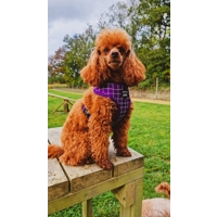 Royal Purple Patch DOG HARNESS