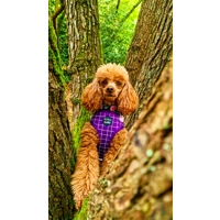 Royal Purple Patch DOG HARNESS