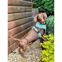 Sage Green Cord DOG HARNESS