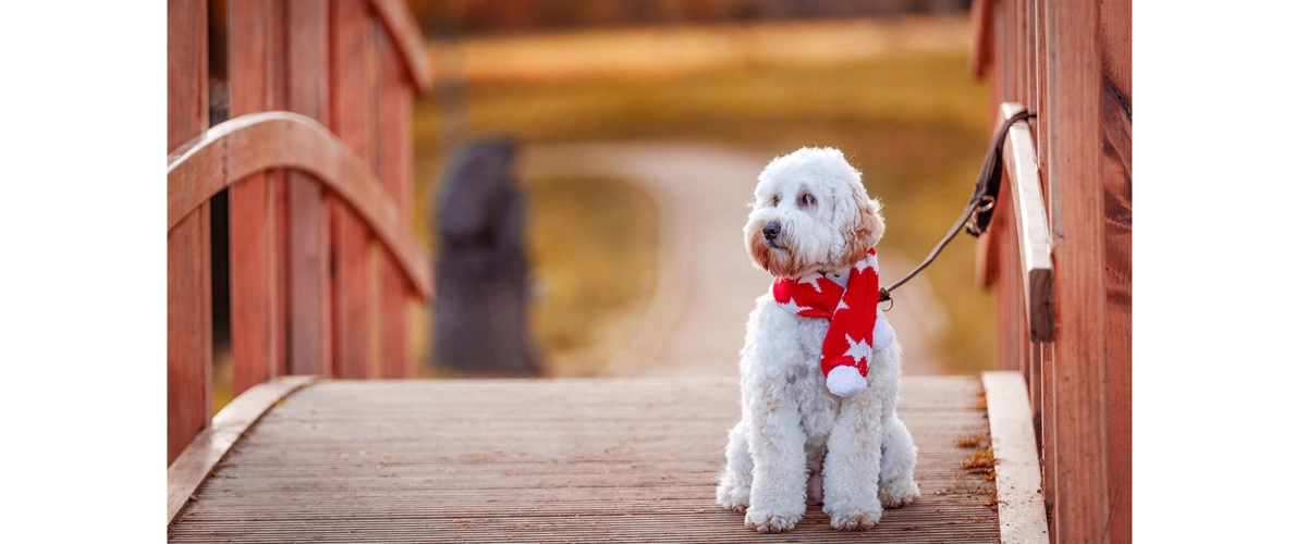 Browse the Christmas Store