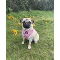 SUNDAY ROSE FLORAL HARNESS