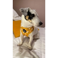 Sunshine Daisy DOG HARNESS