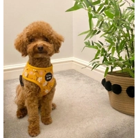 Sunshine Daisy DOG HARNESS